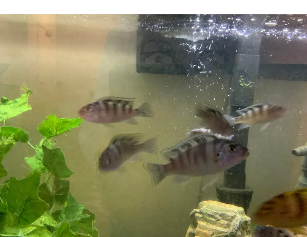 African cichlids