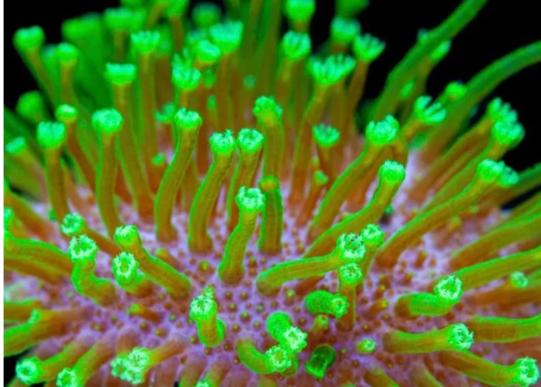 Green toadstool coral frag